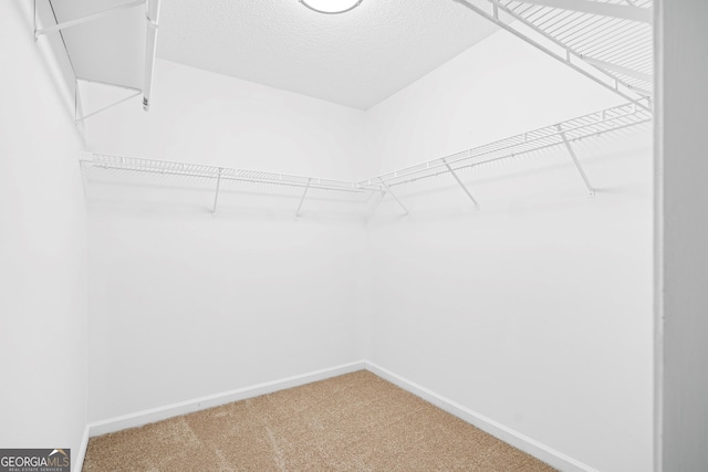 walk in closet featuring carpet flooring