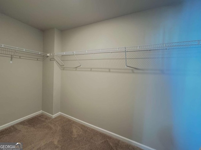 walk in closet with carpet floors