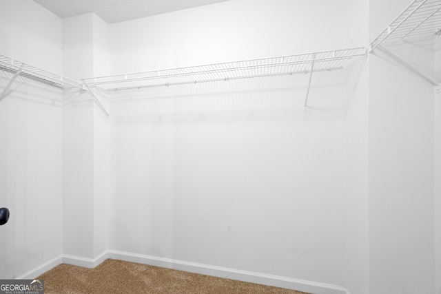 walk in closet with carpet floors