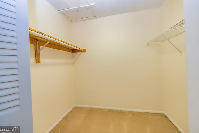 walk in closet featuring carpet floors