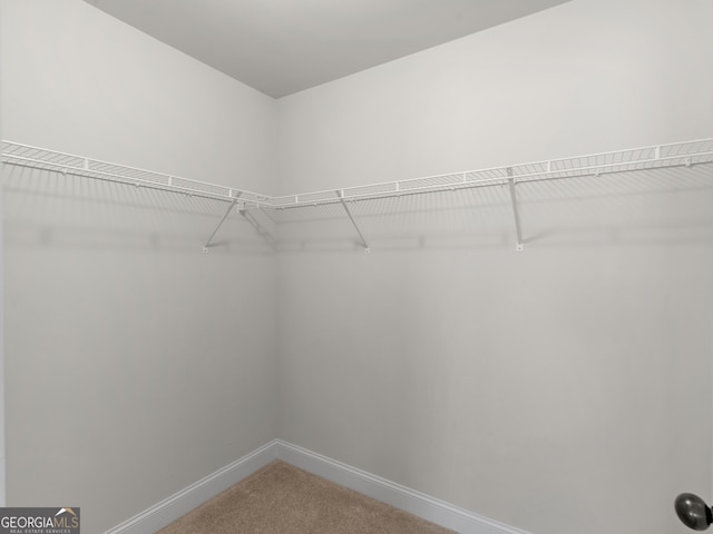 spacious closet featuring carpet floors