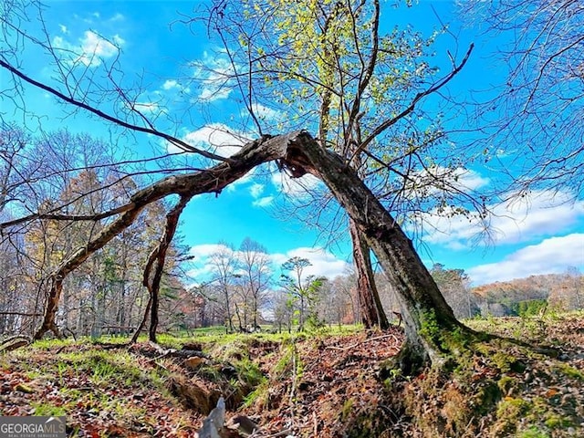 view of local wilderness