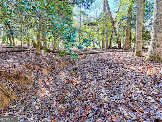 view of local wilderness