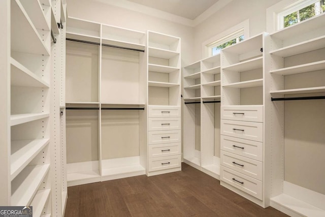 walk in closet featuring dark hardwood / wood-style flooring