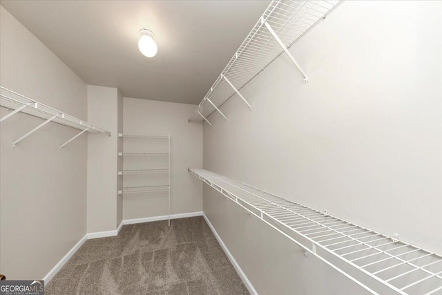 walk in closet featuring carpet floors