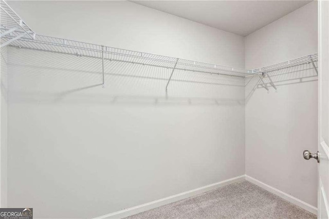 walk in closet with carpet flooring