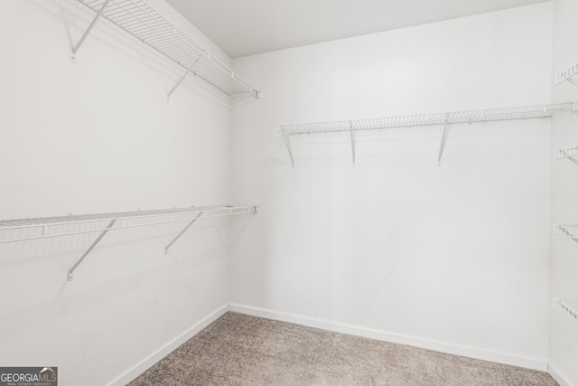 walk in closet featuring carpet floors