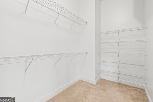 walk in closet with carpet floors