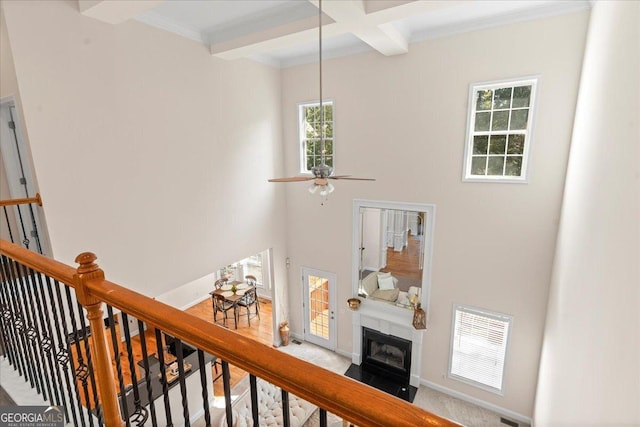 stairway featuring beamed ceiling, ornamental molding, carpet, coffered ceiling, and ceiling fan