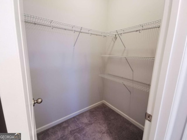 spacious closet featuring carpet