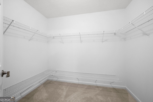 walk in closet featuring carpet flooring