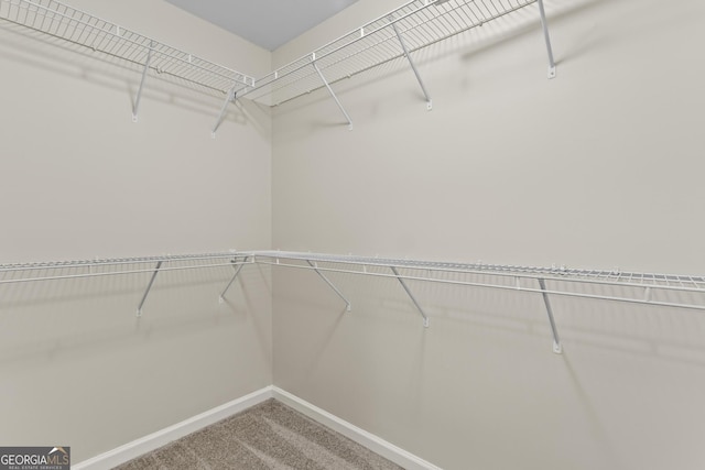 spacious closet featuring carpet