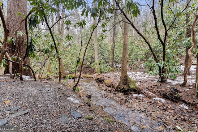 view of local wilderness