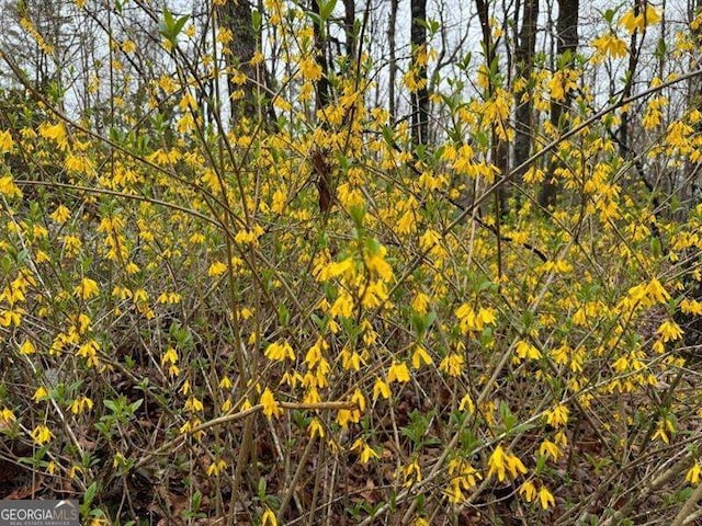 view of local wilderness