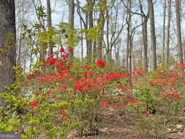 view of nature