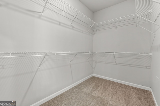 spacious closet featuring carpet