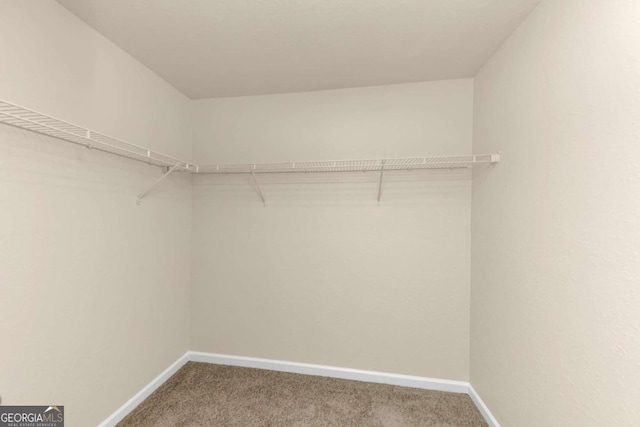 spacious closet featuring carpet floors