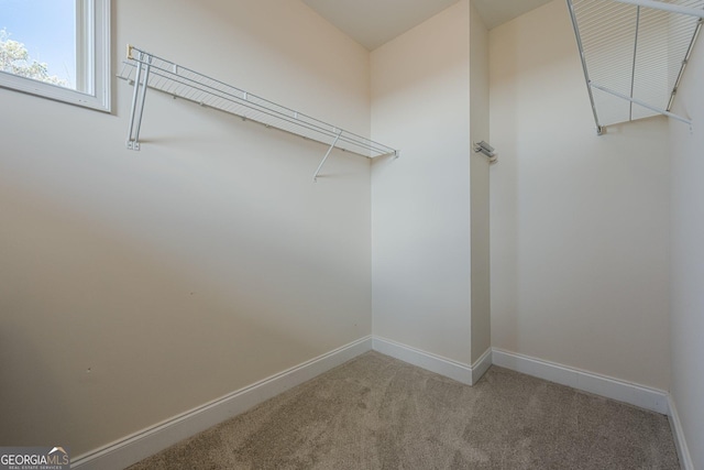 walk in closet featuring carpet flooring