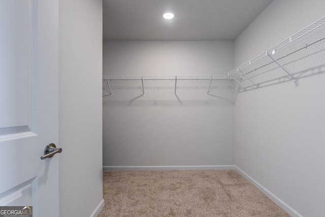 walk in closet featuring carpet floors