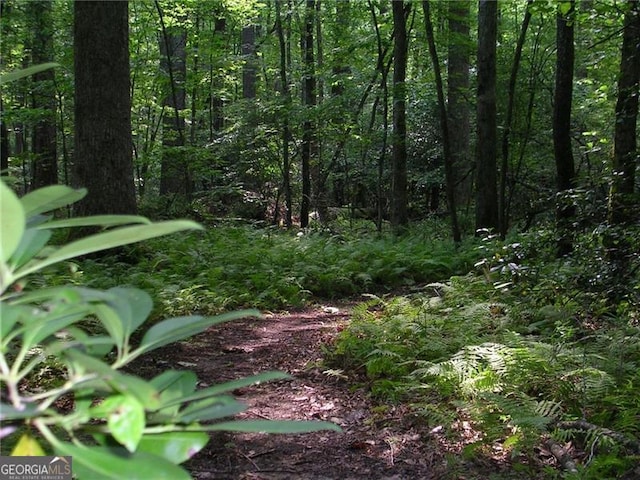 view of local wilderness