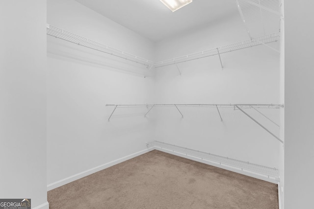 walk in closet with carpet floors