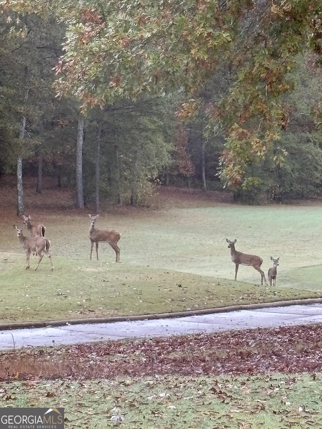 2819 Kestrel Dr, Statham, GA 30666 - surrounding community with a view of rural / pastoral area