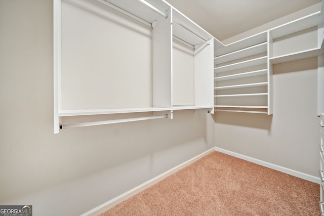 spacious closet featuring carpet flooring