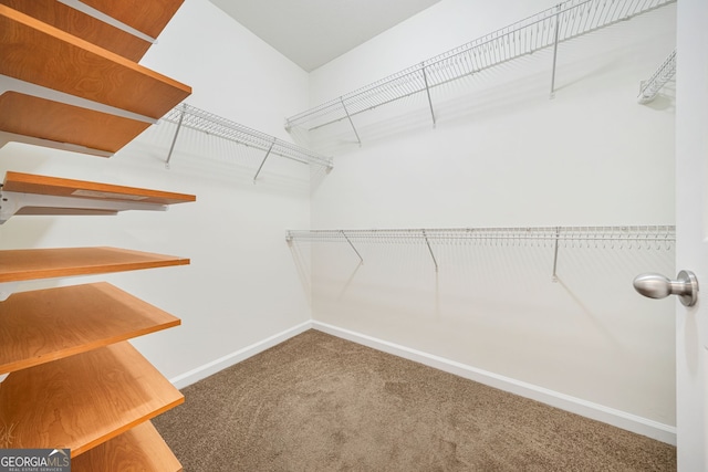 walk in closet featuring carpet floors