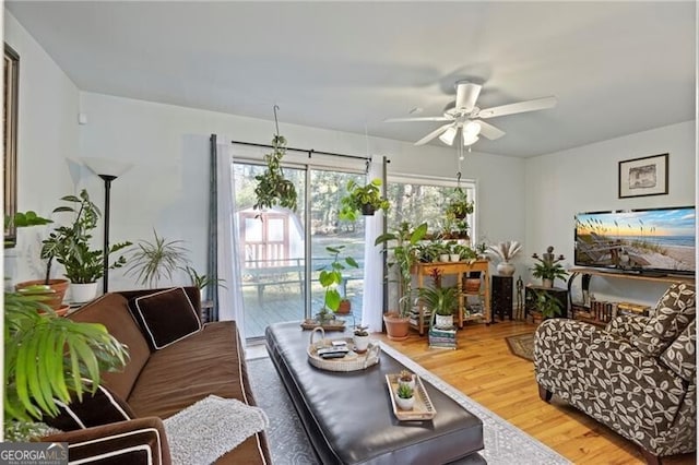 living room with hardwood / wood-style floors and ceiling fan