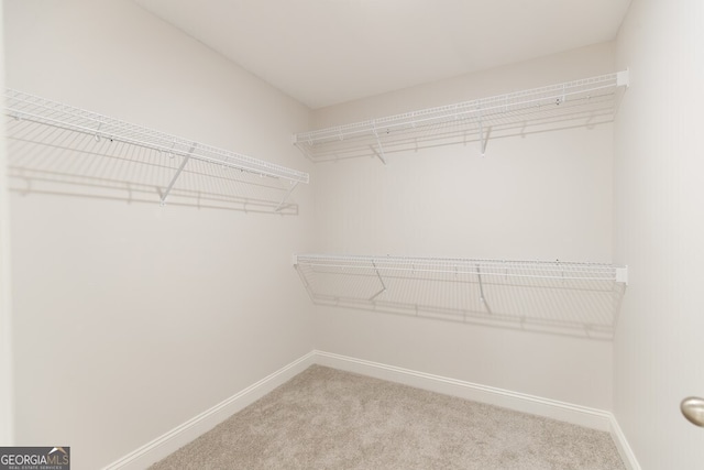 spacious closet featuring carpet flooring