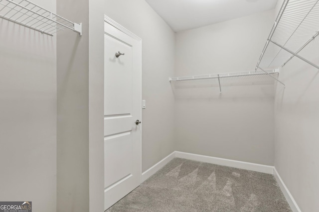 walk in closet with carpet flooring