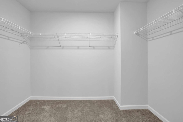 walk in closet featuring carpet flooring