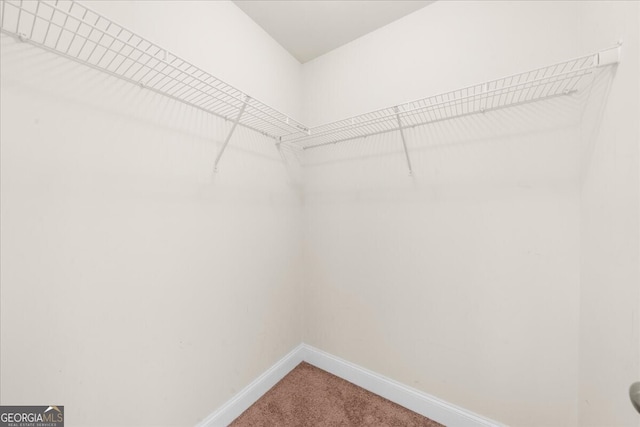 spacious closet featuring carpet