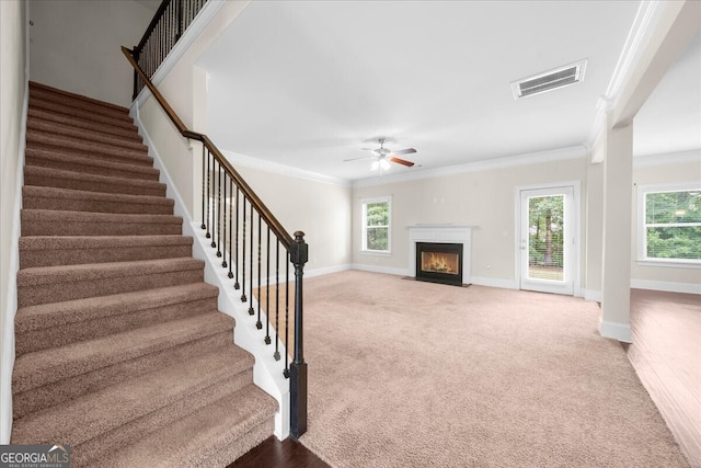 staircase featuring crown molding, ceiling fan, and carpet