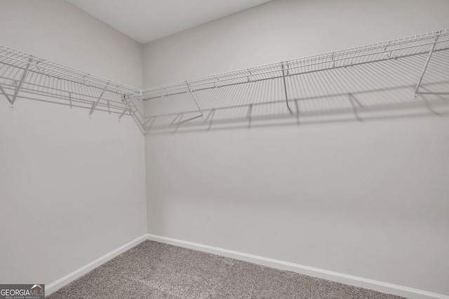 spacious closet featuring carpet floors