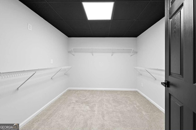 walk in closet featuring a paneled ceiling and light carpet