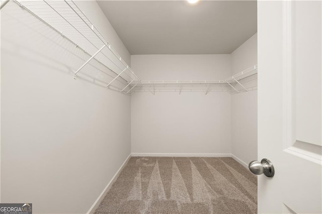 walk in closet featuring carpet floors