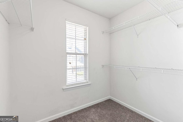 walk in closet with carpet floors