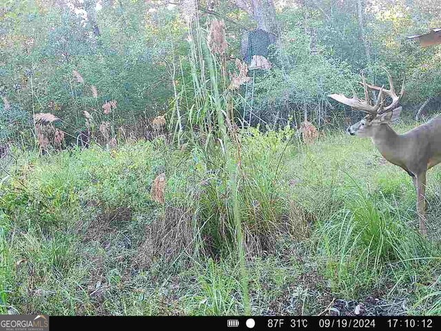 0 County Rd 47, Union Springs, AL 36089 - view of nature
