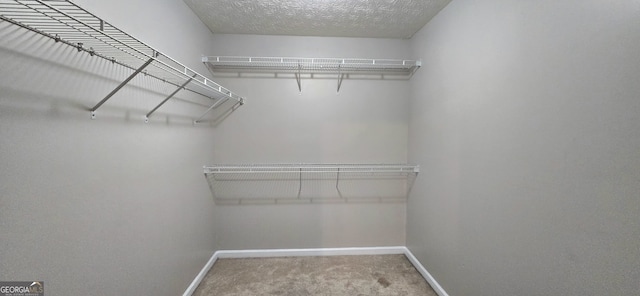 spacious closet featuring carpet flooring