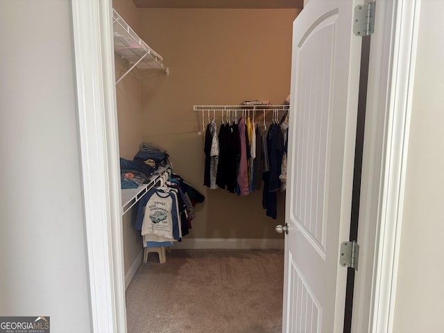 walk in closet featuring carpet floors