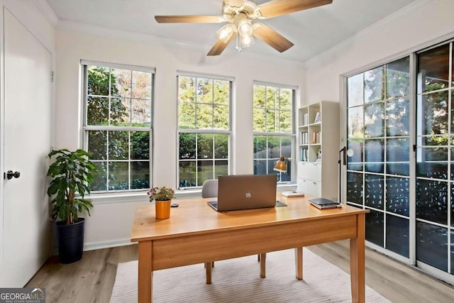 home office with ceiling fan, plenty of natural light, ornamental molding, and light wood-type flooring