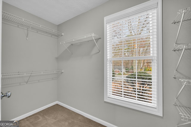 walk in closet featuring carpet flooring