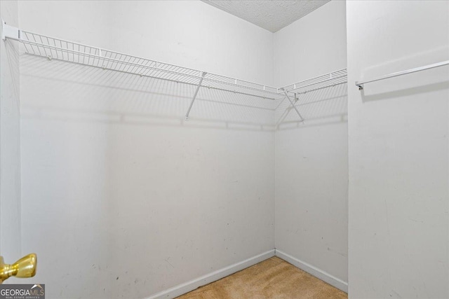 spacious closet featuring carpet flooring