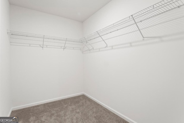 spacious closet featuring carpet