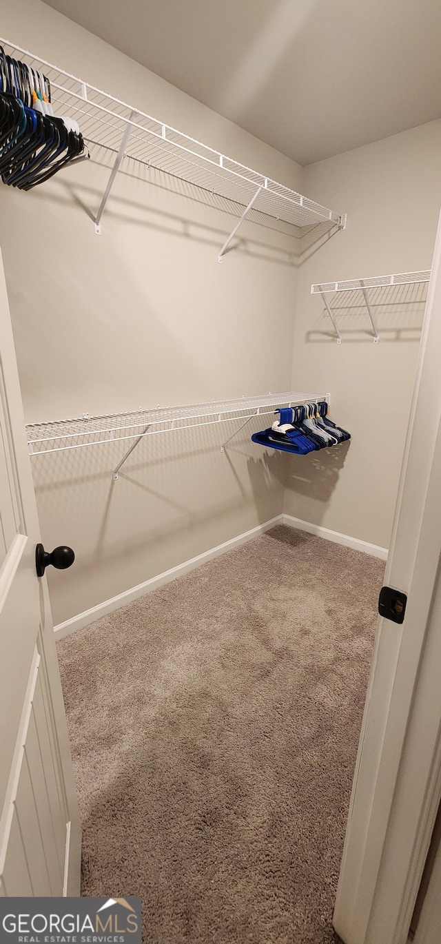 walk in closet with carpet floors