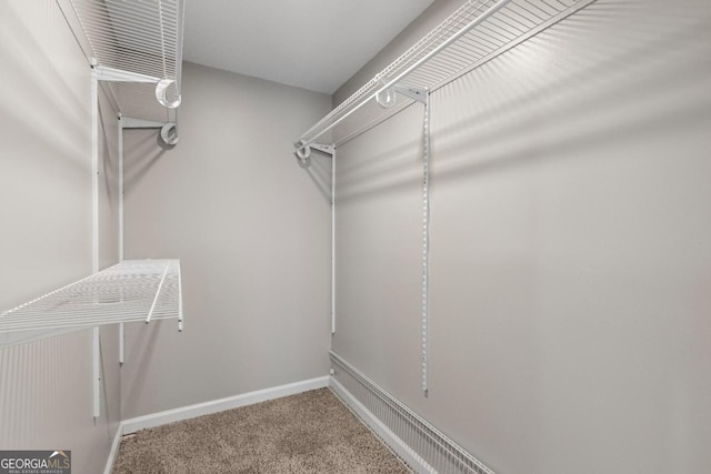 walk in closet with carpet floors