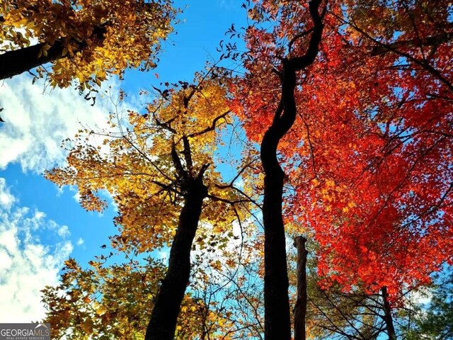 view of local wilderness