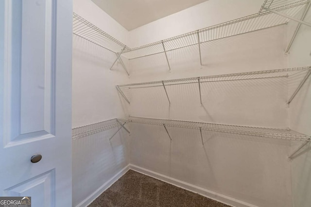 walk in closet with carpet floors