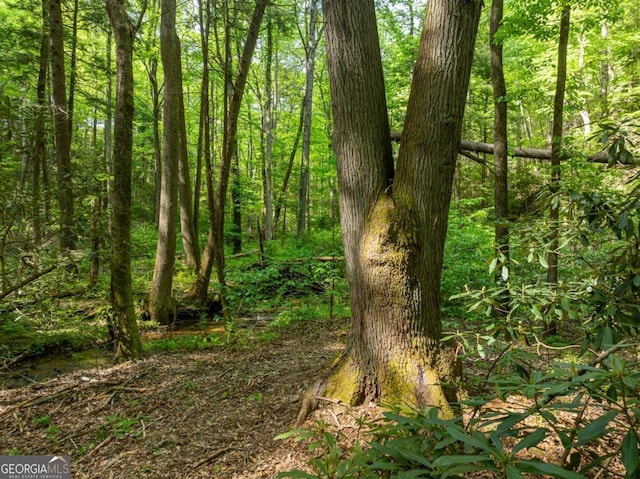 view of local wilderness